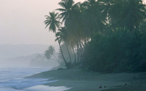 Image green palm tree on beach shore during daytime