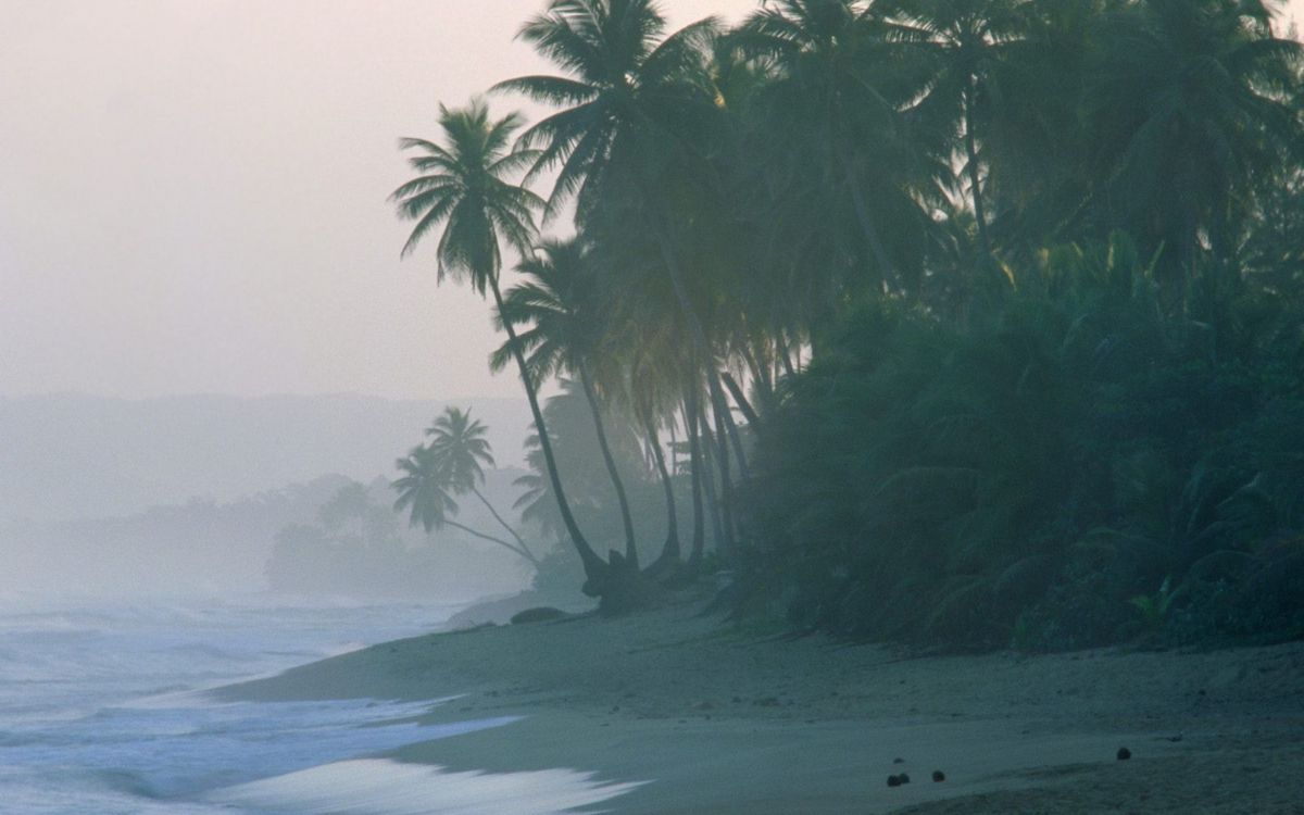 green palm tree on beach shore during daytime