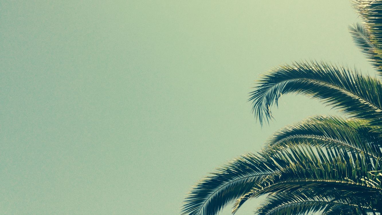 Palmera Verde Bajo un Cielo Azul Durante el Día. Wallpaper in 2560x1440 Resolution