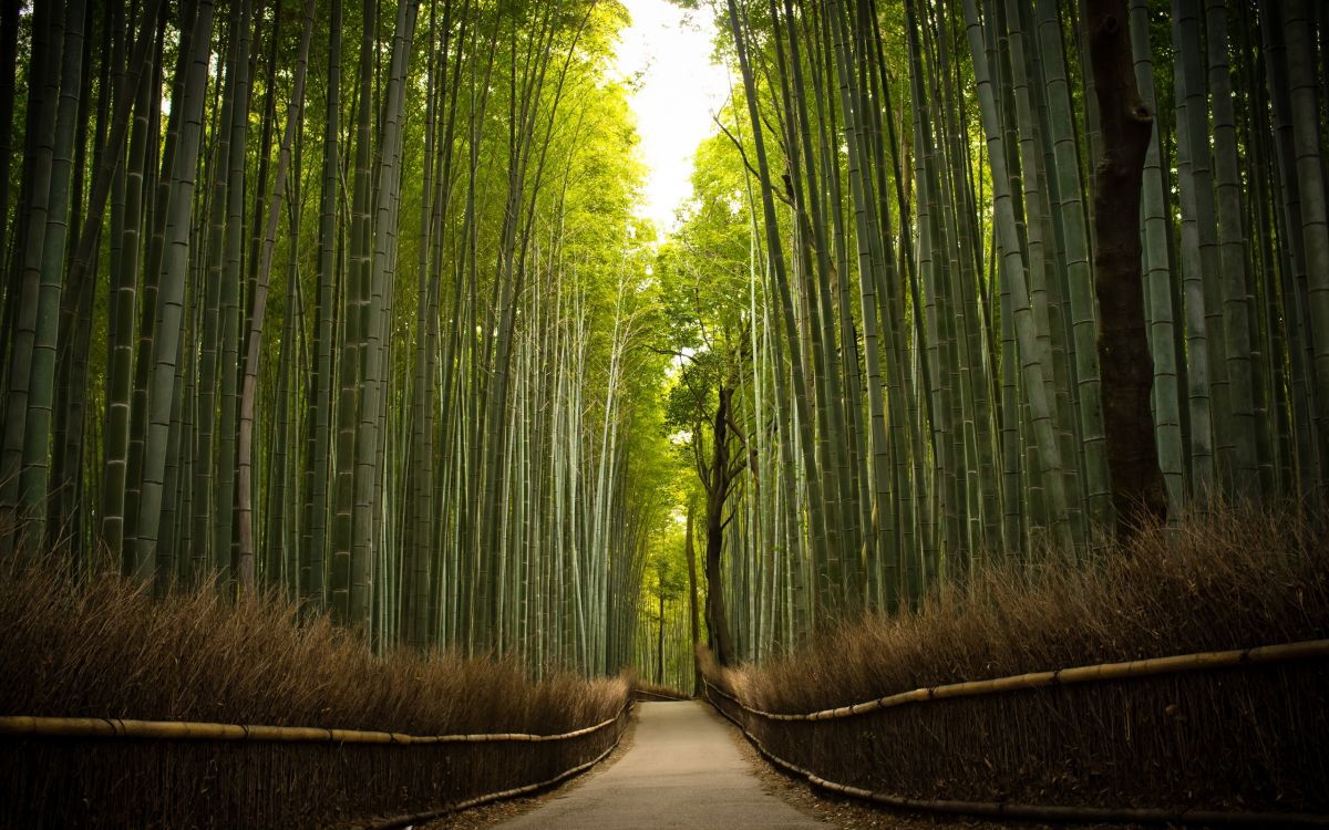 Pathway Between Green Bamboo Trees. Wallpaper in 2560x1600 Resolution