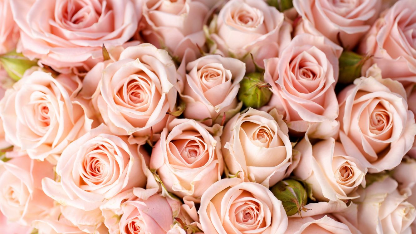 多花, 粉红色, 壁画, 玫瑰花园, 粉红色的花朵 壁纸 5120x2880 允许