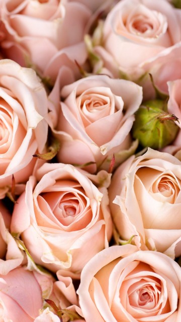 Image pink roses in close up photography