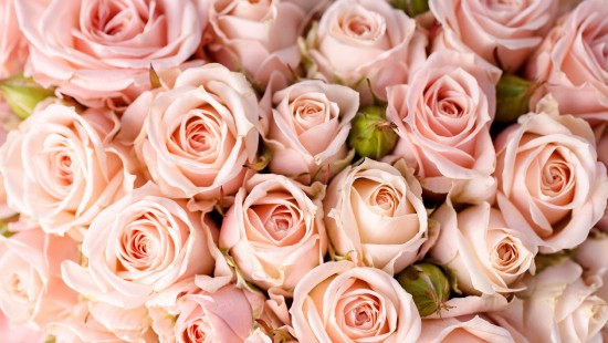 Image pink roses in close up photography