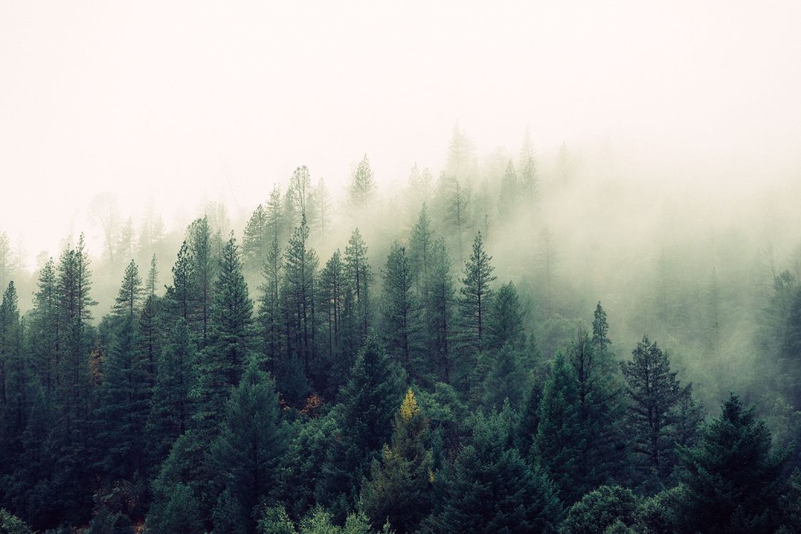 forest, tree, nature, mist, fog