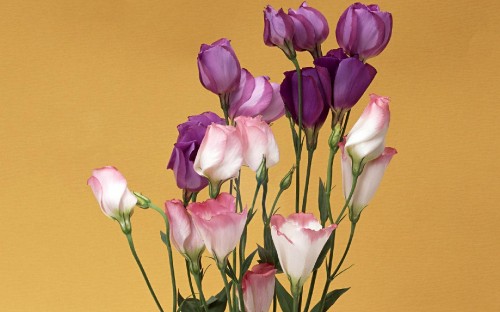 Image pink and white tulips on yellow painted room