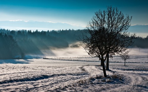 Image bare tree on snow covered ground under blue sky during daytime