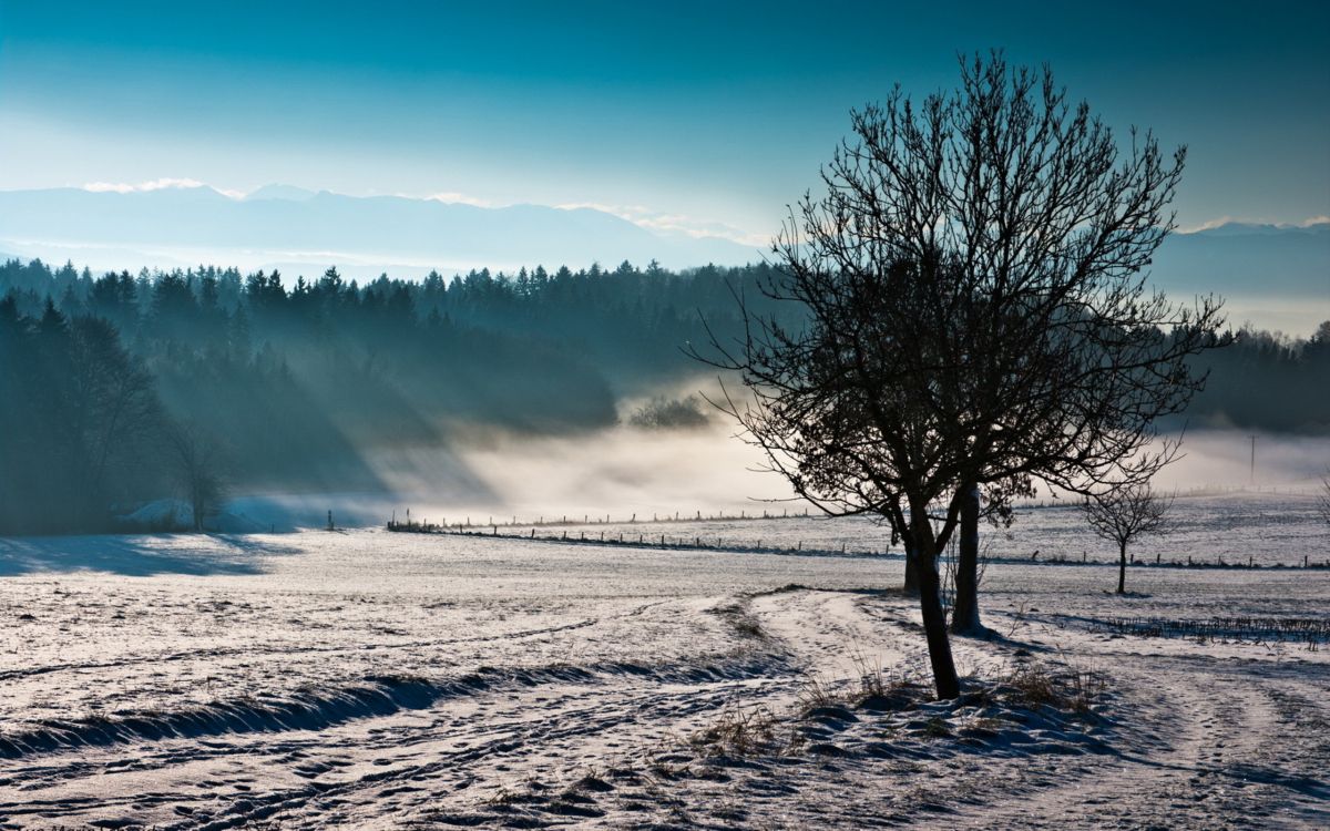 bare tree on snow covered ground under blue sky during daytime