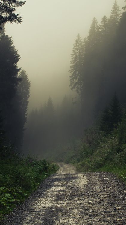 fog, plant, atmosphere, nature, tree