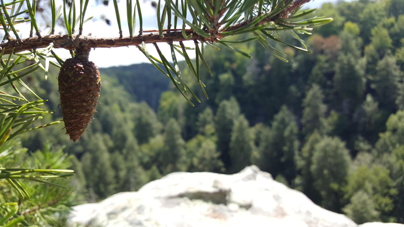 brown and green tree branch