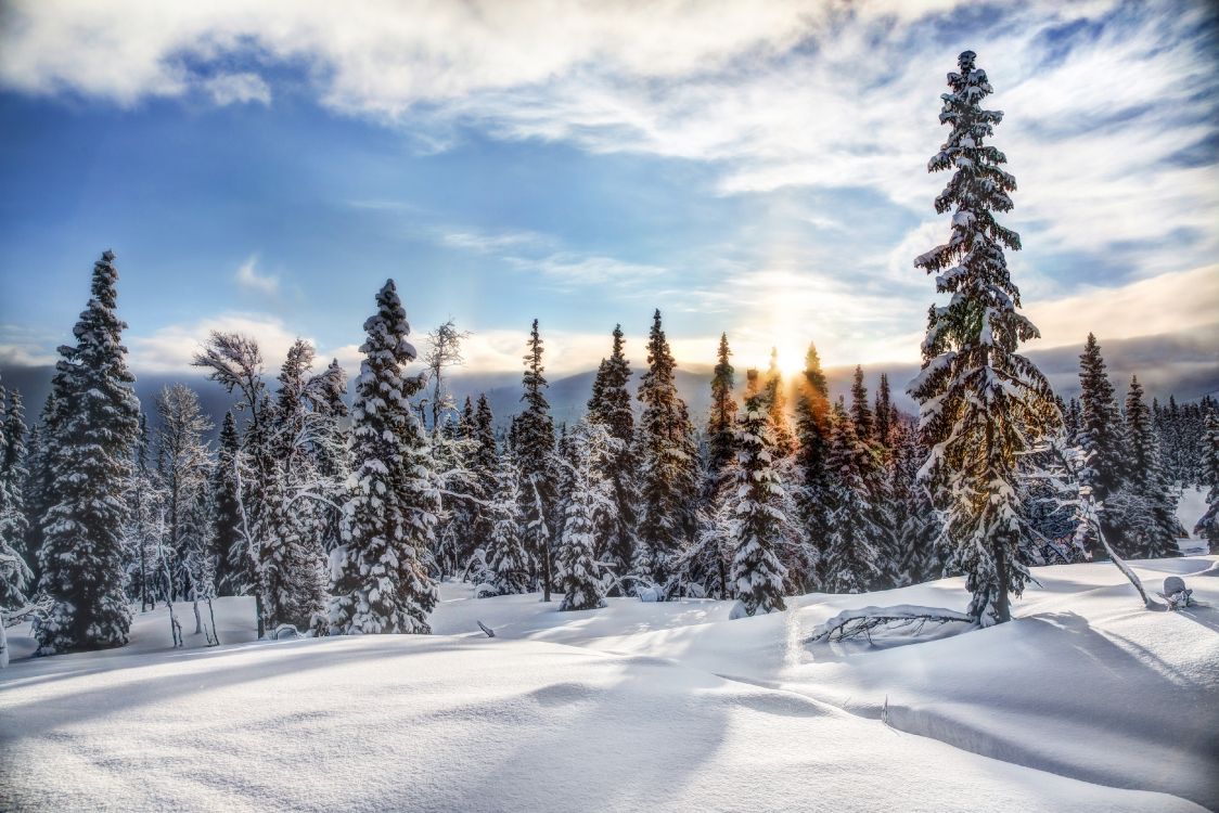 Pinos Cubiertos de Nieve Bajo Las Nubes Blancas y el Cielo Azul Durante el Día. Wallpaper in 4000x2667 Resolution