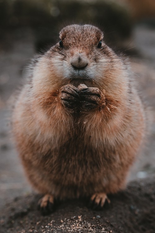 Image brown rodent on brown soil