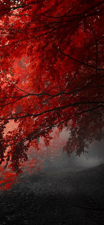 Arbre Rouge, Red, Eau, Nature, Paysage Naturel. Wallpaper in 1125x2436 Resolution
