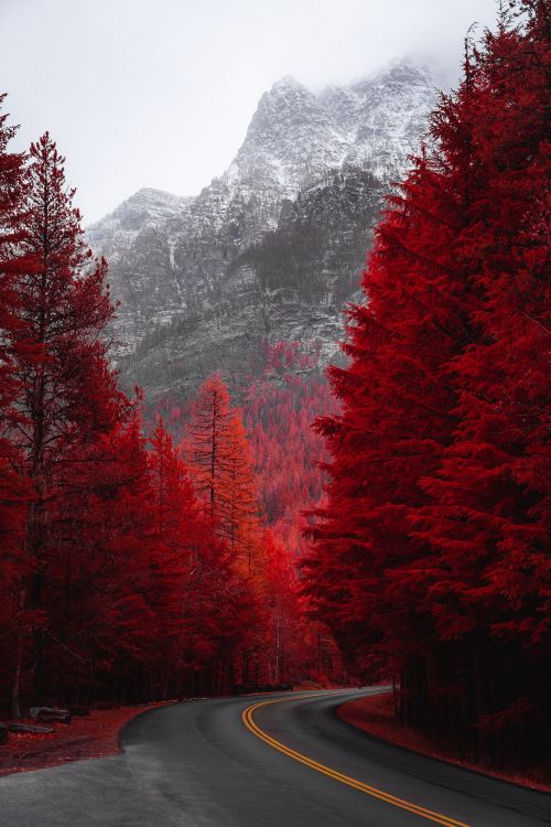 Nature, Paysage Naturel, Red, Feuille, Route. Wallpaper in 4000x6000 Resolution