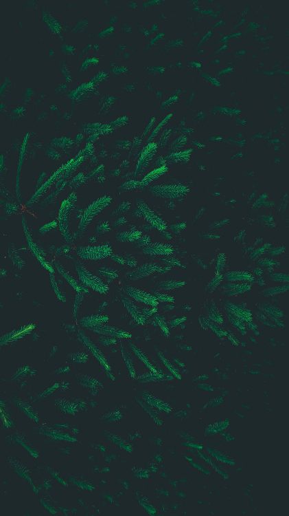 Green, Feuille, Effets Spéciaux, Biome. Wallpaper in 2782x4954 Resolution