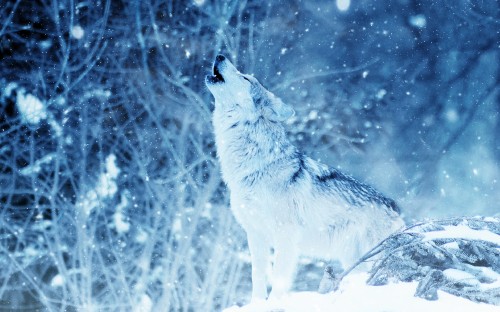 Image brown wolf standing on snow covered ground during daytime