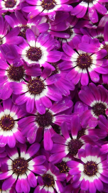 Image purple flowers in macro lens