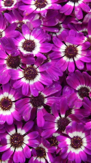 Image purple flowers in macro lens