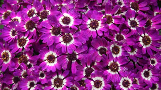 Image purple flowers in macro lens