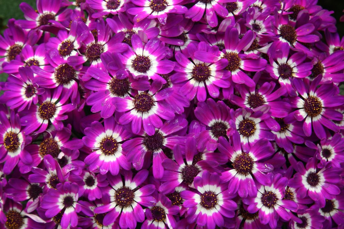 Flores Moradas en Lente Macro. Wallpaper in 3000x2000 Resolution