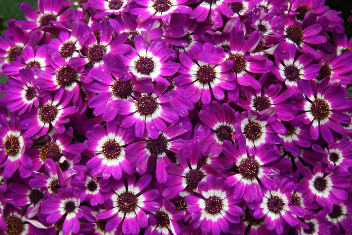 紫罗兰色, 显花植物, 紫色的, 野花, 粉红色 壁纸 3000x2000 允许