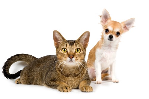 Image brown and white short coated cat beside brown tabby cat