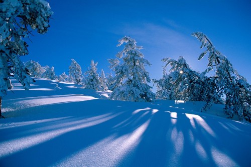 Image snow covered trees on snow covered ground under blue sky during daytime