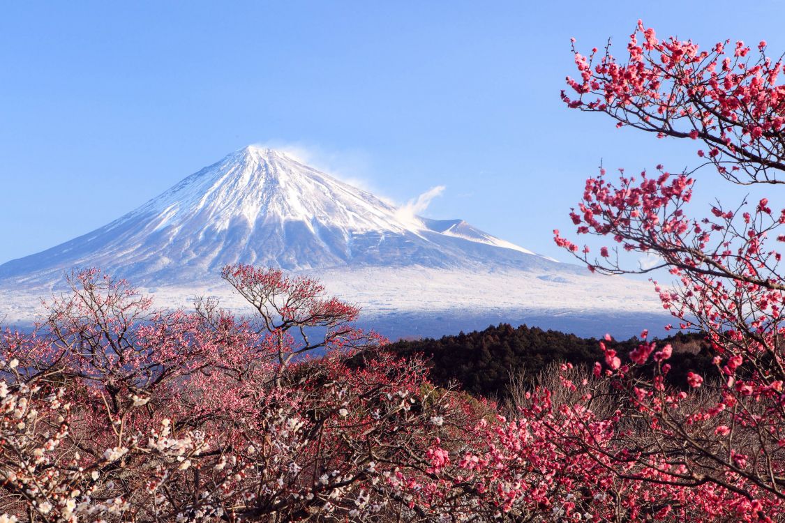 富士山, 樱花, 成层, 安装的风景, 山脉 壁纸 2600x1733 允许