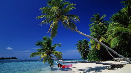 Image green palm tree on white sand beach during daytime