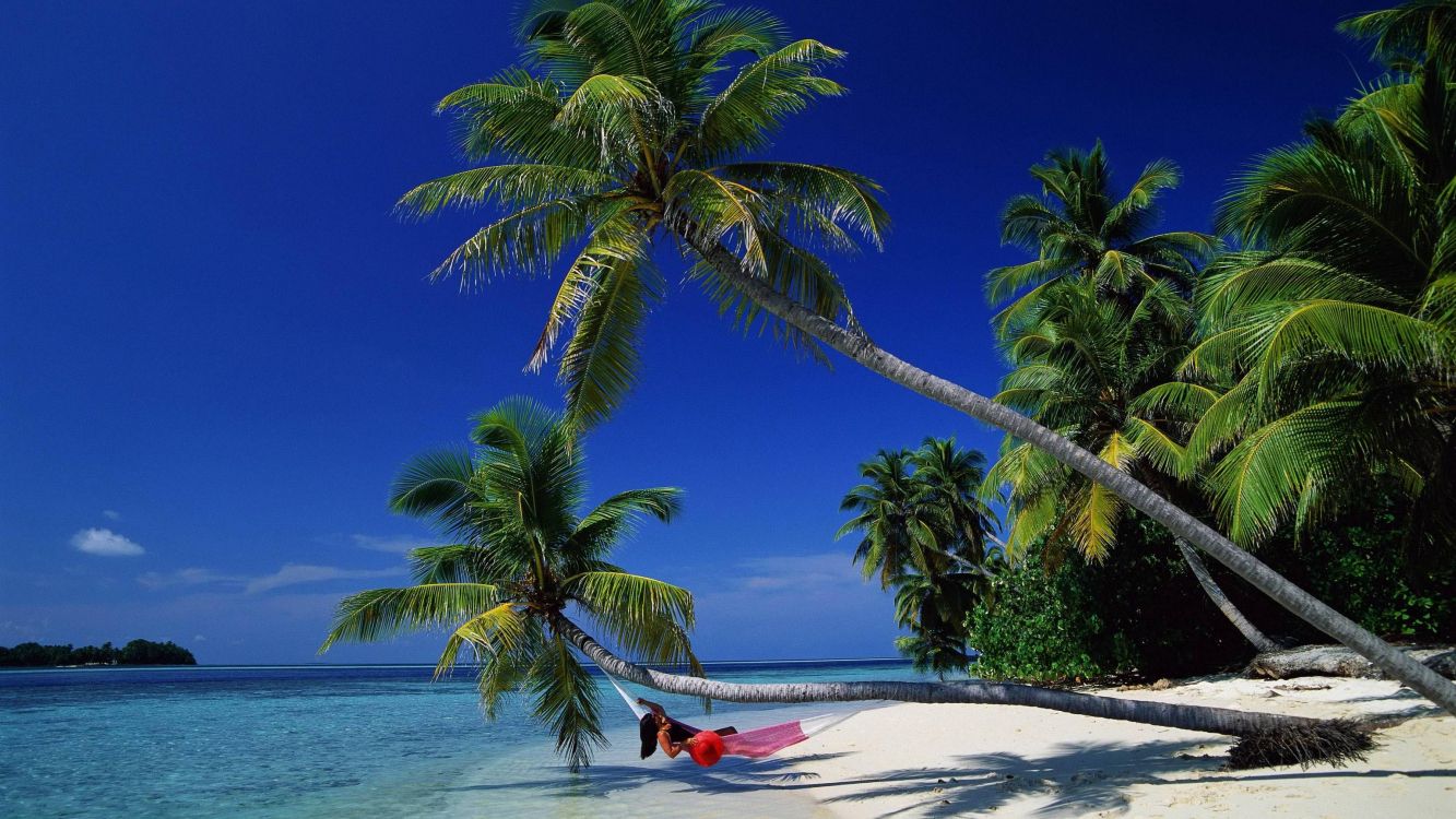 green palm tree on white sand beach during daytime