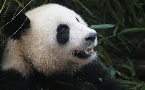 Image white and black panda on green grass during daytime