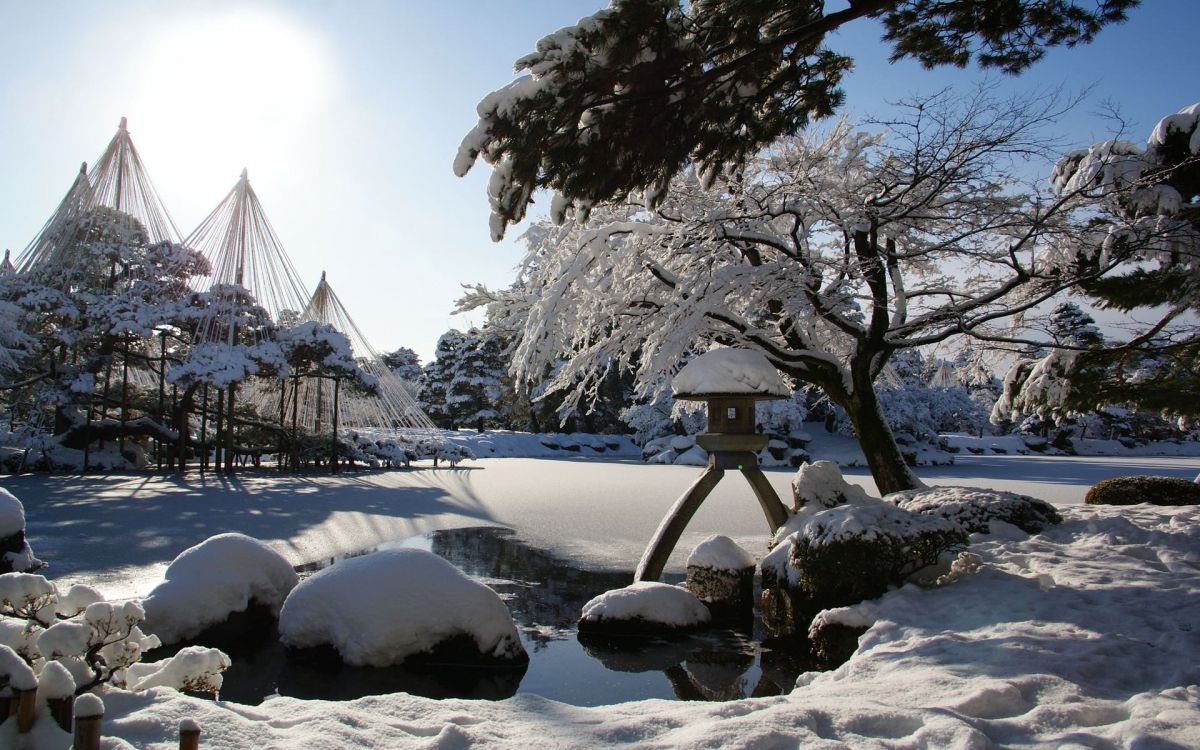 snow covered trees and ground