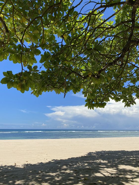 Wasser, Pflanzen, Wissenschaft, Biologie, Gewässer. Wallpaper in 1536x2048 Resolution