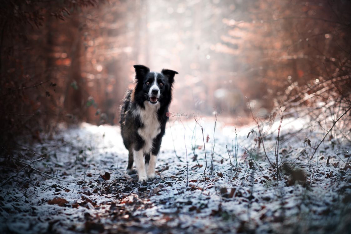 freezing, dog breed, border collie, snout, dog