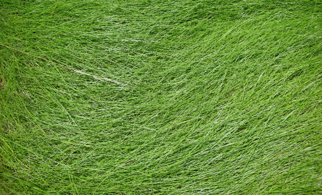 Tagsüber Grüne Wiese. Wallpaper in 2592x1568 Resolution