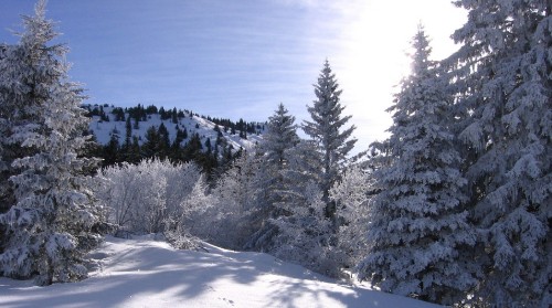 Image snow covered pine trees under blue sky during daytime