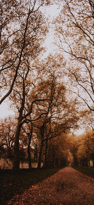 Image woody plant, forest, natural landscape, sky, deciduous