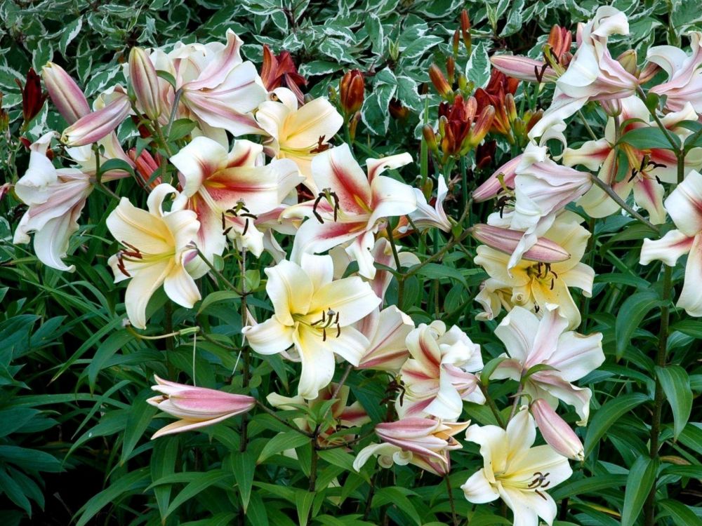 莉莉, 显花植物, 黄花菜, 莉莉家, 百合 壁纸 2048x1536 允许