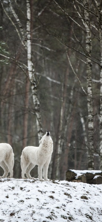Image habitat, wolf, plant, tree, natural landscape
