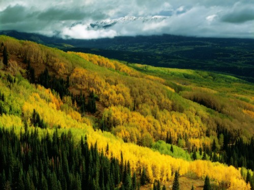 Image green and yellow trees under white clouds and blue sky during daytime