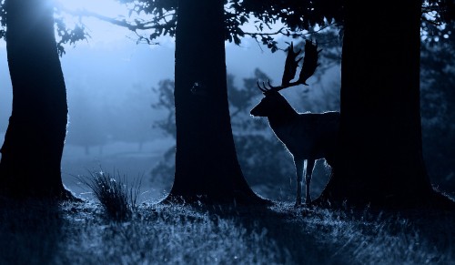 Image silhouette of deer standing beside tree during daytime