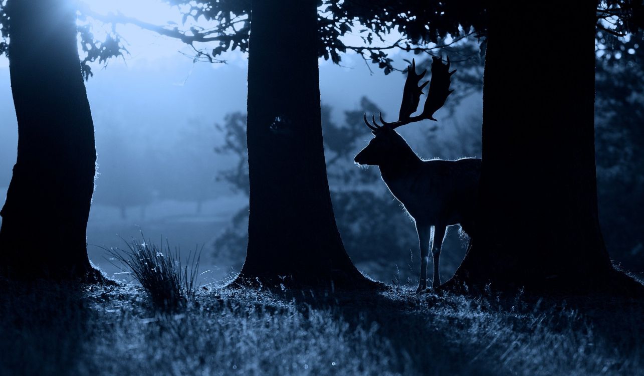 silhouette of deer standing beside tree during daytime