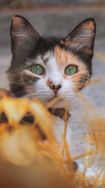 Image black and brown cat on yellow grass