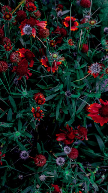 Image red and pink flowers with green leaves