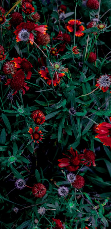 Image red and pink flowers with green leaves