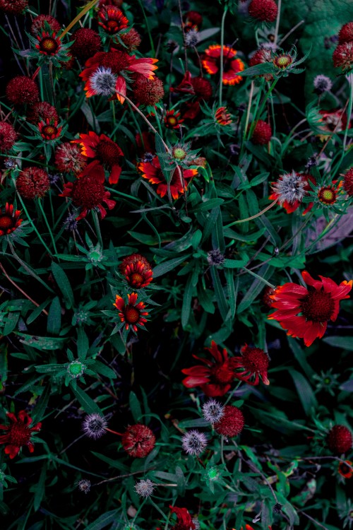 Image red and pink flowers with green leaves