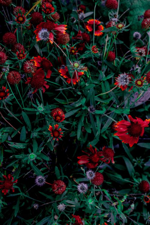 Rote Und Rosa Blüten Mit Grünen Blättern. Wallpaper in 4000x6000 Resolution