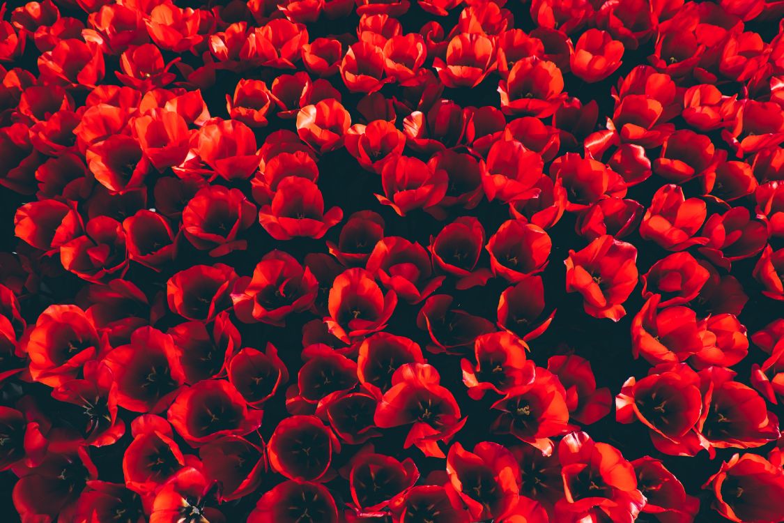 Rote Blütenblätter in Nahaufnahme. Wallpaper in 3840x2560 Resolution