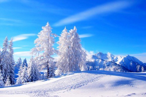 Image snow covered pine trees under blue sky during daytime