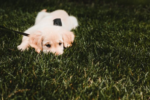 Image white short coated dog lying on green grass field during daytime