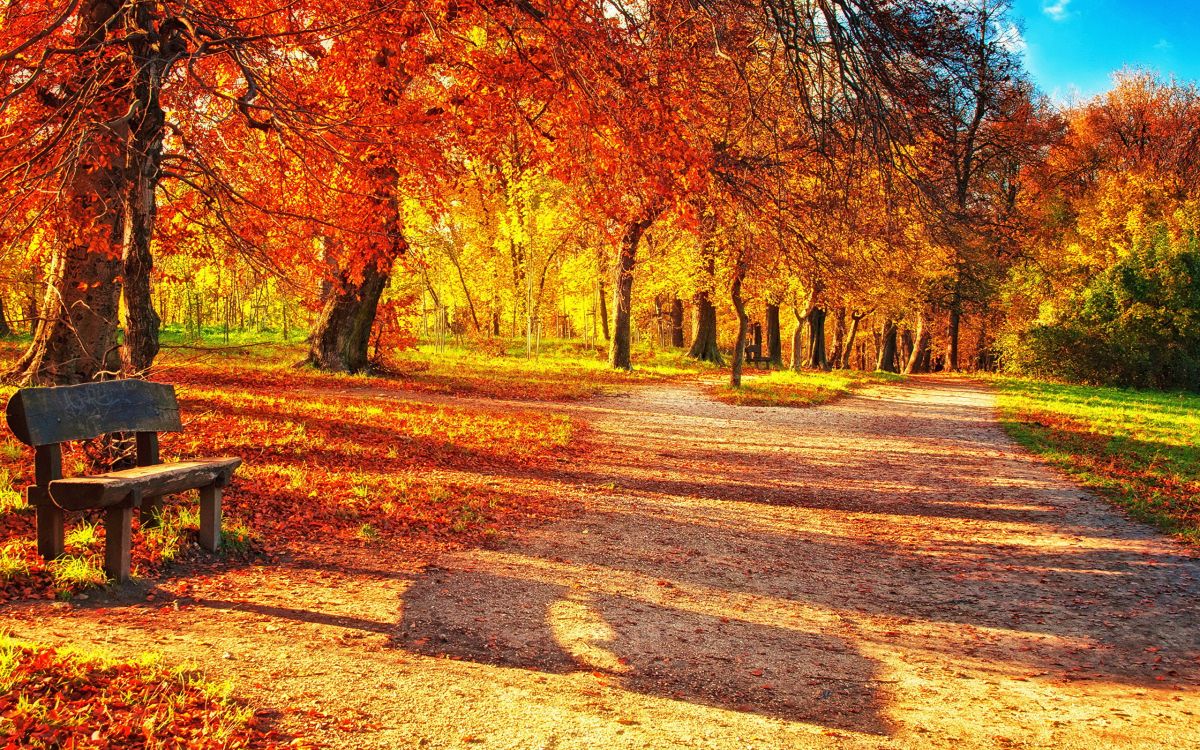 性质, 落叶, Grove, 阳光, 路径 壁纸 2560x1600 允许